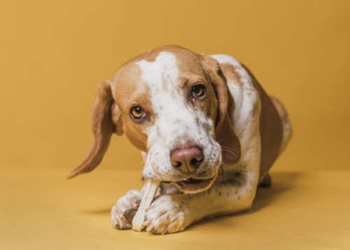 ¡Cuidado! No permitas jamás que tu perro coma estos alimentos