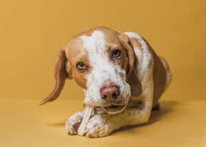 ¡Cuidado! No permitas jamás que tu perro coma estos alimentos
